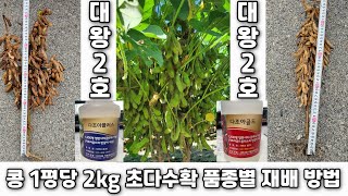 콩 1평당 2kg 초다수확 품종별 재배법:(4)대왕2호콩: 2023년 3백평 500kg 생산(강원 횡성군 청…