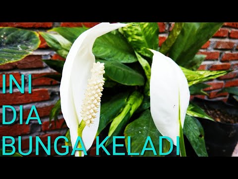 download lagu mp3 mp4 Cara Merawat Bunga Peace Lily, download lagu Cara Merawat Bunga Peace Lily gratis, unduh video klip Cara Merawat Bunga Peace Lily