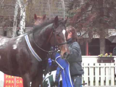 Roches Cross po dostihu