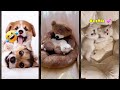 Cute Cats ️ Cat Fight Lifeandcats 4362