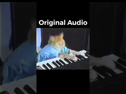 What he ACTUALLY played 🐱(Keyboard Cat Legend) #shorts28 #piano