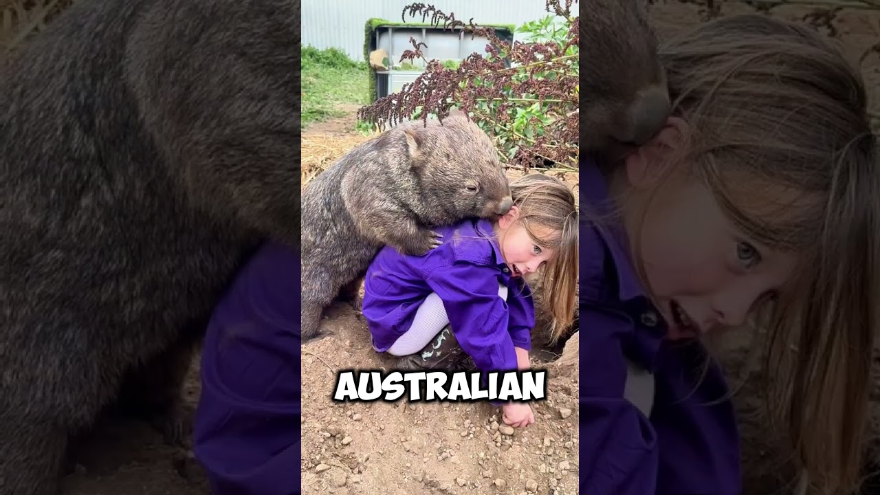 This wombat came out of the ground and hugged a little girl 😱❤️ #shorts