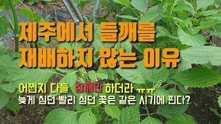제주에서 들깨를 재배하지 않는이유 들깨꽃이 피고 열매가 맺힙니다 귀농귀촌