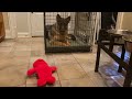 Tickle Me Elmo German Shepard 2