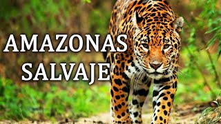 Amazonas Salvaje - La Cuna De La Vida Documental 2