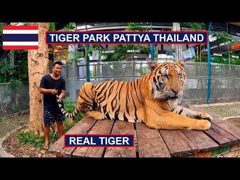 🇹🇭 Played With Real Tiger in Tiger Park Pattya Thailand