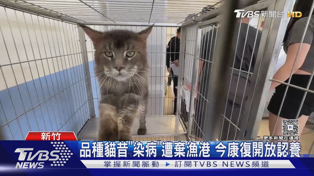 影音／南寮漁港10品種貓遭棄養！重病垂危「8隻康復」開放認養