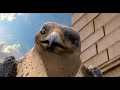 The Falcon Stuart Little Tribute