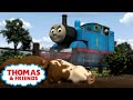 Thomas & Friends™ - Thomas And The Pigs | Full Episode | Cartoons for Kids
