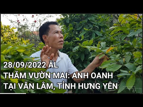 🔴 QBS22291 - THĂM VƯỜN MAI ĐẸP NHÀ ANH OANH HUYỆN VĂN LÂM TỈNH HƯNG YÊN | VƯỜN MAI ANH OANH HƯNG YÊN