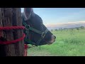 HOW TO MILK A COW WITH SMALL TEATS Part 1