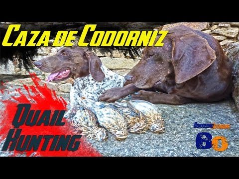 CAZA de CODORNICES con Kai #11 | QUAIL HUNTING | HD