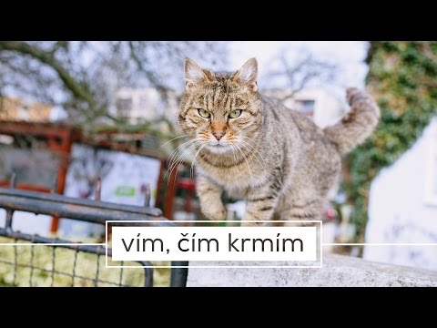 Trailer k filmu KOČIČÍ DŮM