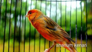 Download lagu kenari loper gacor durasi panjang sangat bagus buat masteran durasi pendek agar cepet durasi panjang mp3