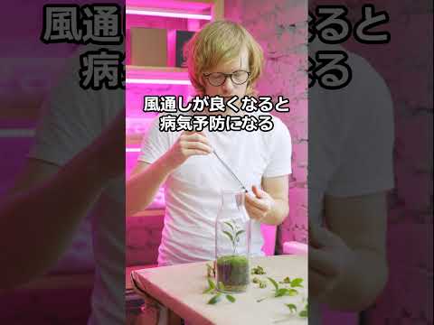 ラズベリートレリスを作る 重要なサポートベリーの生け垣を作る しっかりとした安定したものを作る