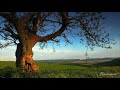 Dean Evenson Music - Best Music for Meditation, Massage, Relaxation, Yoga, Reiki, Sleep