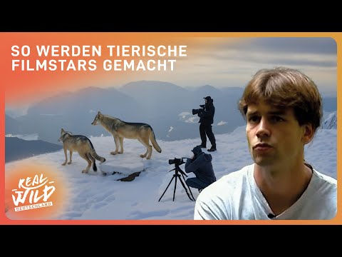 Gefährliche Tiere für Film und Fernsehen trainieren