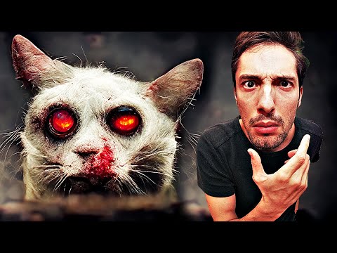 Katzen-Parasit manipuliert dein Verhalten!?