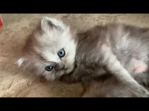 parsian cat's 😺 #cat #parsiancat