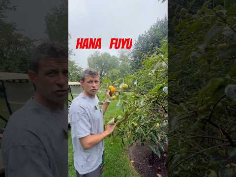 Giant Fuyu Persimmon!