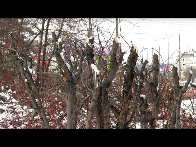 На улице Космонавтов вырезали яблоневый сад