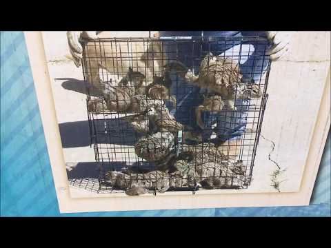 download lagu mp3 mp4 Squirrelinator Home Depot, download lagu Squirrelinator Home Depot gratis, unduh video klip Squirrelinator Home Depot