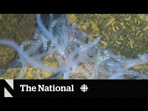 Baby eels, big money: How to get the elver fishery under control