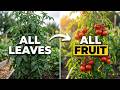 Why Your Tomato Plants Are All Leaves and No Fruit (The Science-Backed Fix) DEFAULT Thumbnail