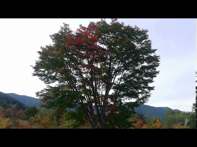 HEALING TIME in forest