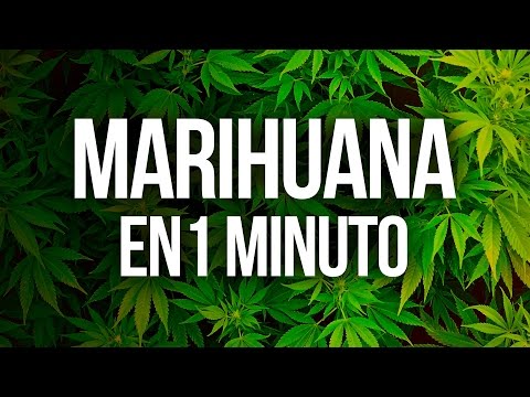 hipertenzija marihuana