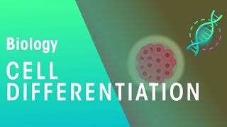 Cell Differentiation | Genetics | Biology | FuseSchool