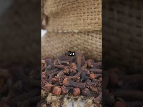 Sultanate of Zanzibar video 3