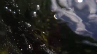 faze tari saritura de pe barca