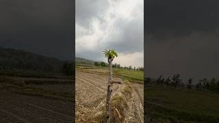 Download lagu Hkcik langa yam ||fresh air || #walking mp3