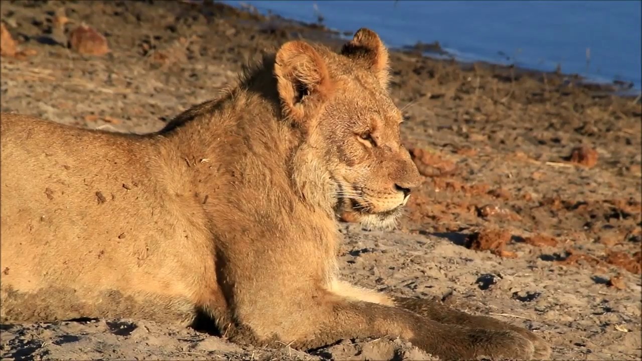 Experience Africa with Acanela Expeditions and Erin Kate