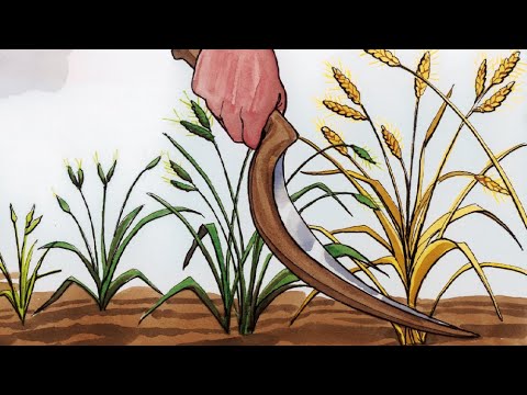 050 - Talinghaga tungkol sa mga Damo sa Triguhan  (Tagalog)