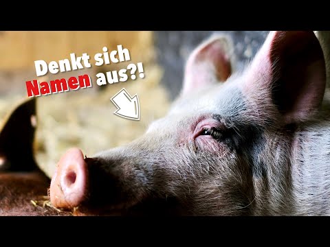 , title : 'Was du noch NICHT über Schweine wusstest! | Hofführung: Schweine'