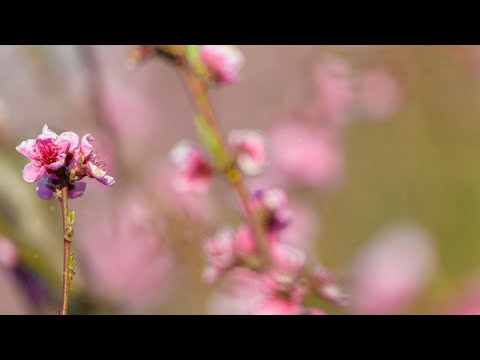 Centering Meditation — Jack Kornfield