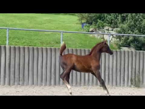 Bariz OS 2020 COLT (CYCLONE OS ll VIVANTA OS by MAHDER AL JAMAL)