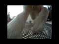 Husky Steals GoPro Camera
