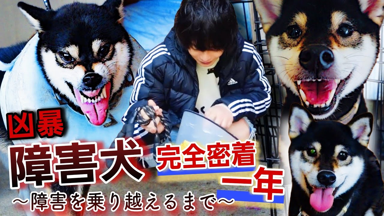 【完結編】凶暴な障害犬を保護してからの完全密着1年ドキュメンタリー ～障害を乗り越えるまでの記録～