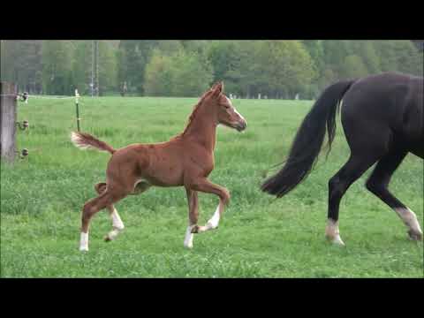 Dörge, Dynamic Dream-Dante Weltino-Fürstenball