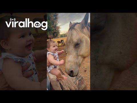 Baby Loves Horse || ViralHog