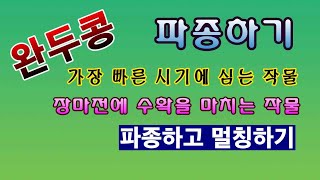 [텃밭농부.935]  완두콩 파종하고 멀칭하기 #완두콩재배