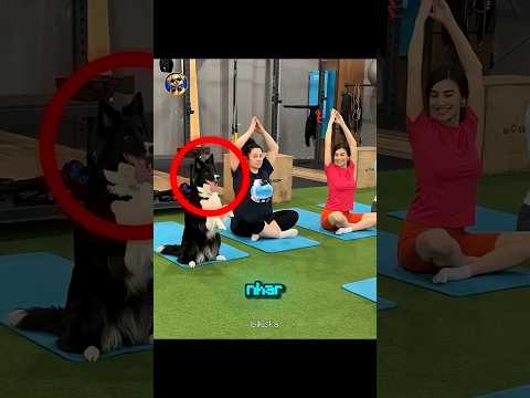 Esse cachorro entrou na aula de yoga e ROUBOU a cena 🧘🐶