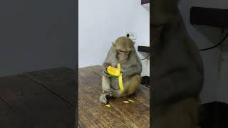 Download lagu monkey rani eating mango #youtubeshorts #shorts #ranivlogrbl mp3