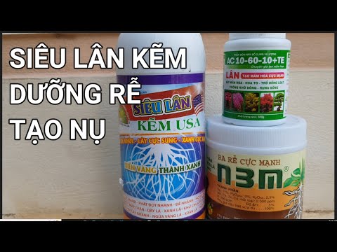 🔴QBS22246 - SIÊU LÂN DƯỠNG RỄ USA ĐT 0942456100 | TƯỚI SIÊU LÂN DƯỠNG RỄ CHO MAI VÀNG THÁNG 7 ÂM