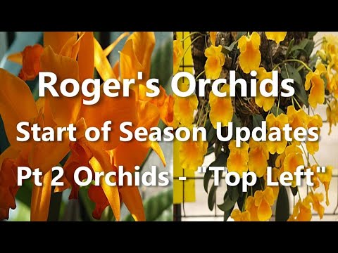 Start of Season Updates Pt 2 - Orchids "Top Left"