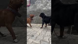 Kya Pitbull Dog Sabse Khatranak Dog Lagta Hai ? 👿 #pitbull #pitbulldog #shorts #dogs
