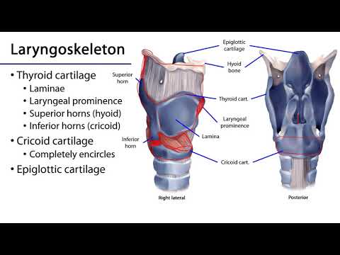 Larynx and Pharynx LO - Laryngeal Cartilages, Membranes, and Cavities